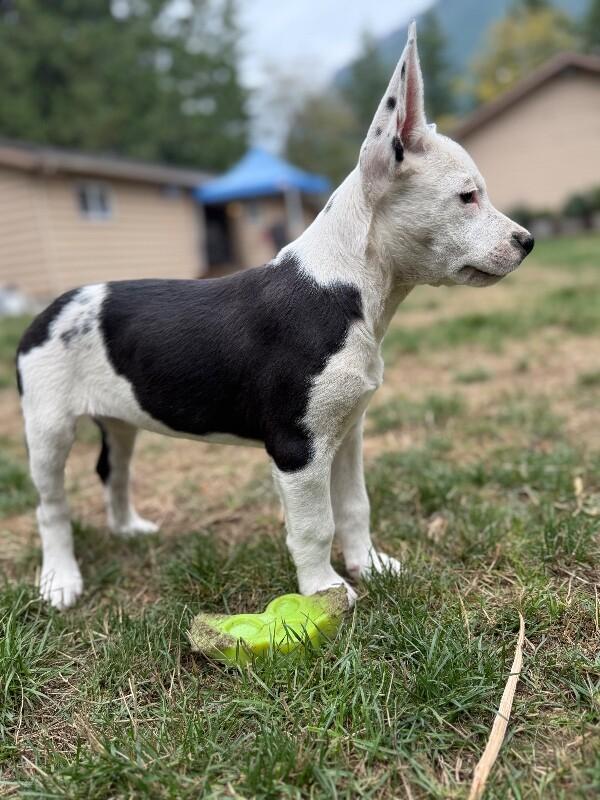 Enlarge Boots, a Adoptable mixed breed in North Bend, WA image 5/6