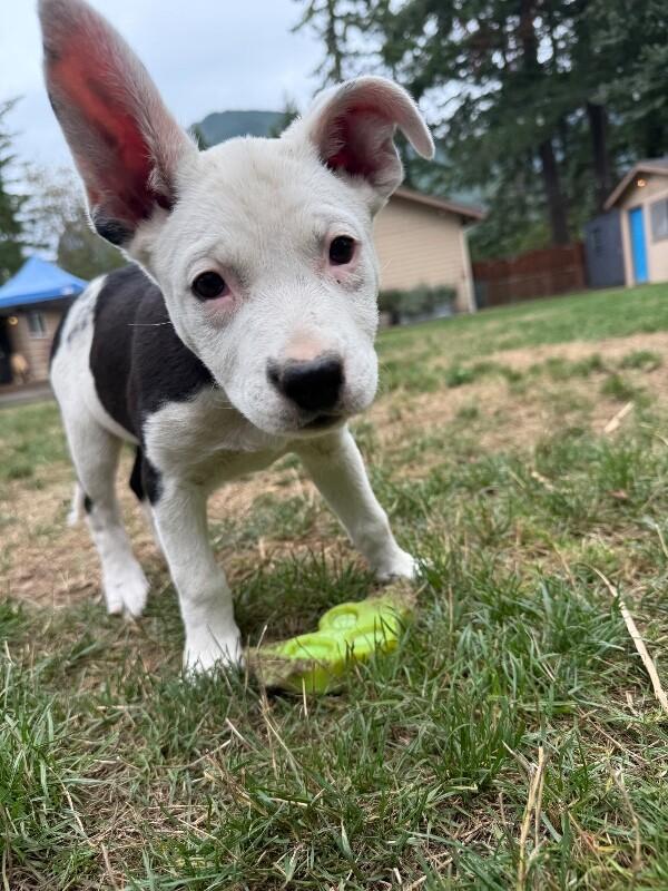 Enlarge Boots, a Adoptable mixed breed in North Bend, WA image 6/6