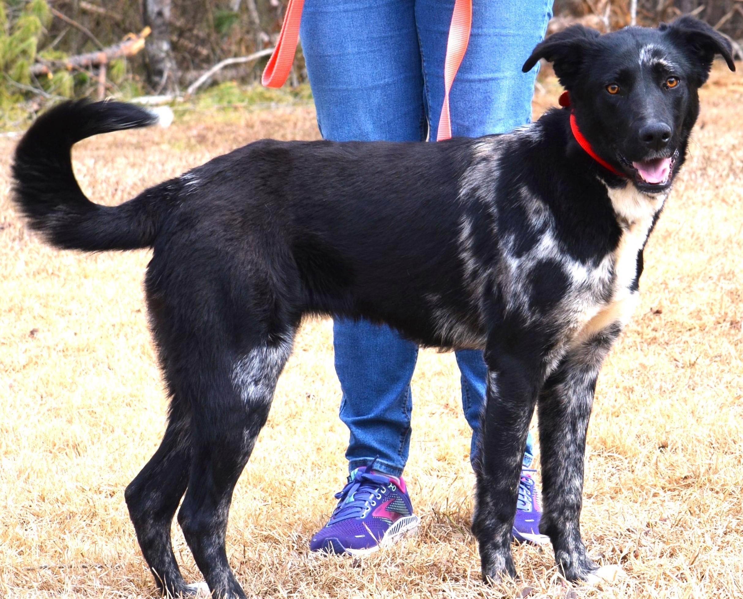 Enlarge MILLIE- SUPER SMART!, an adopted mixed breed in Newington, CT image 3/6