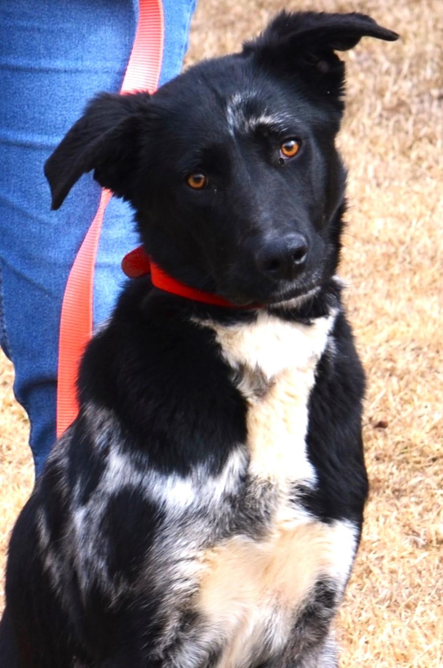 MILLIE- SUPER SMART!, Adoptable, Young Female Border Collie & Australian Shepherd.