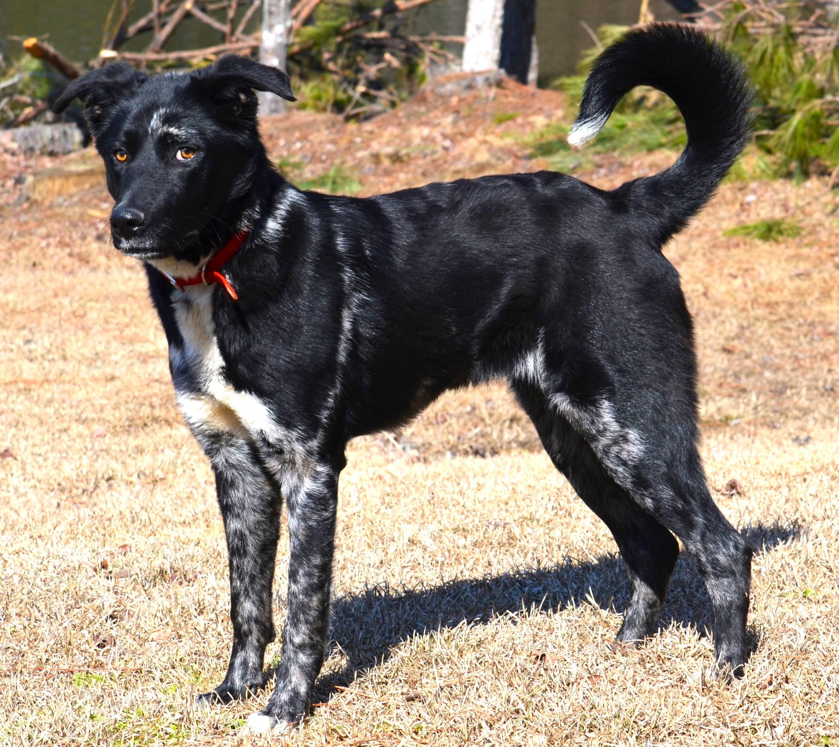 Enlarge MILLIE- SUPER SMART!, an adopted mixed breed in Newington, CT image 5/6