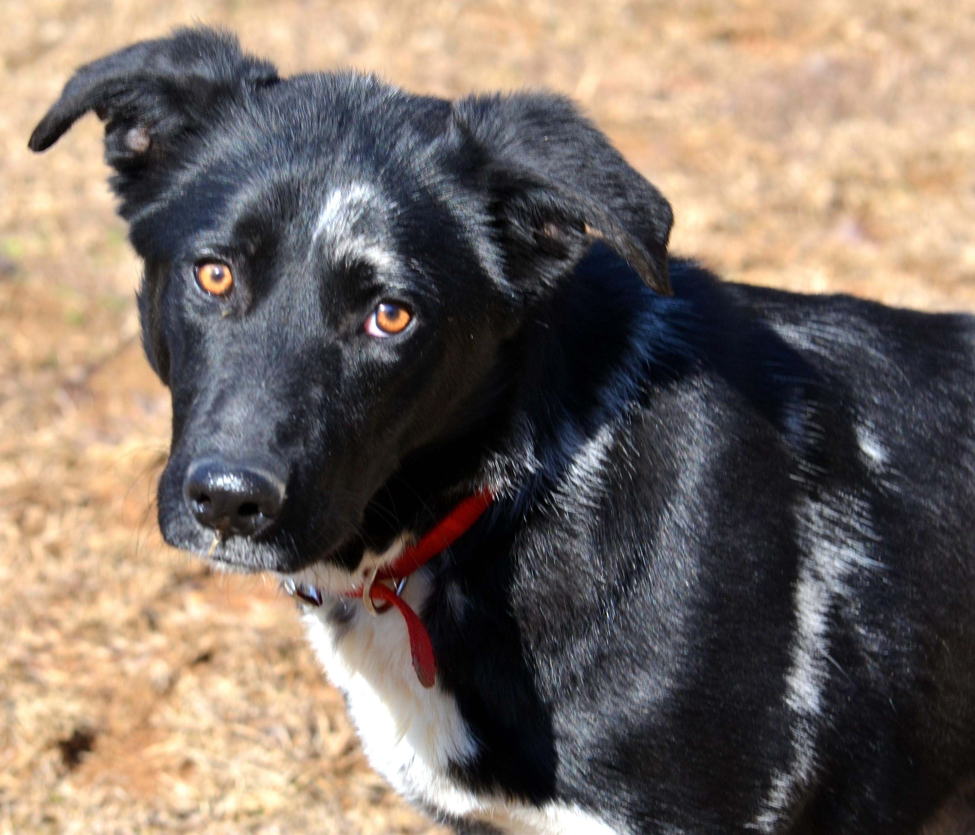 Enlarge MILLIE- SUPER SMART!, an adopted mixed breed in Newington, CT image 2/6