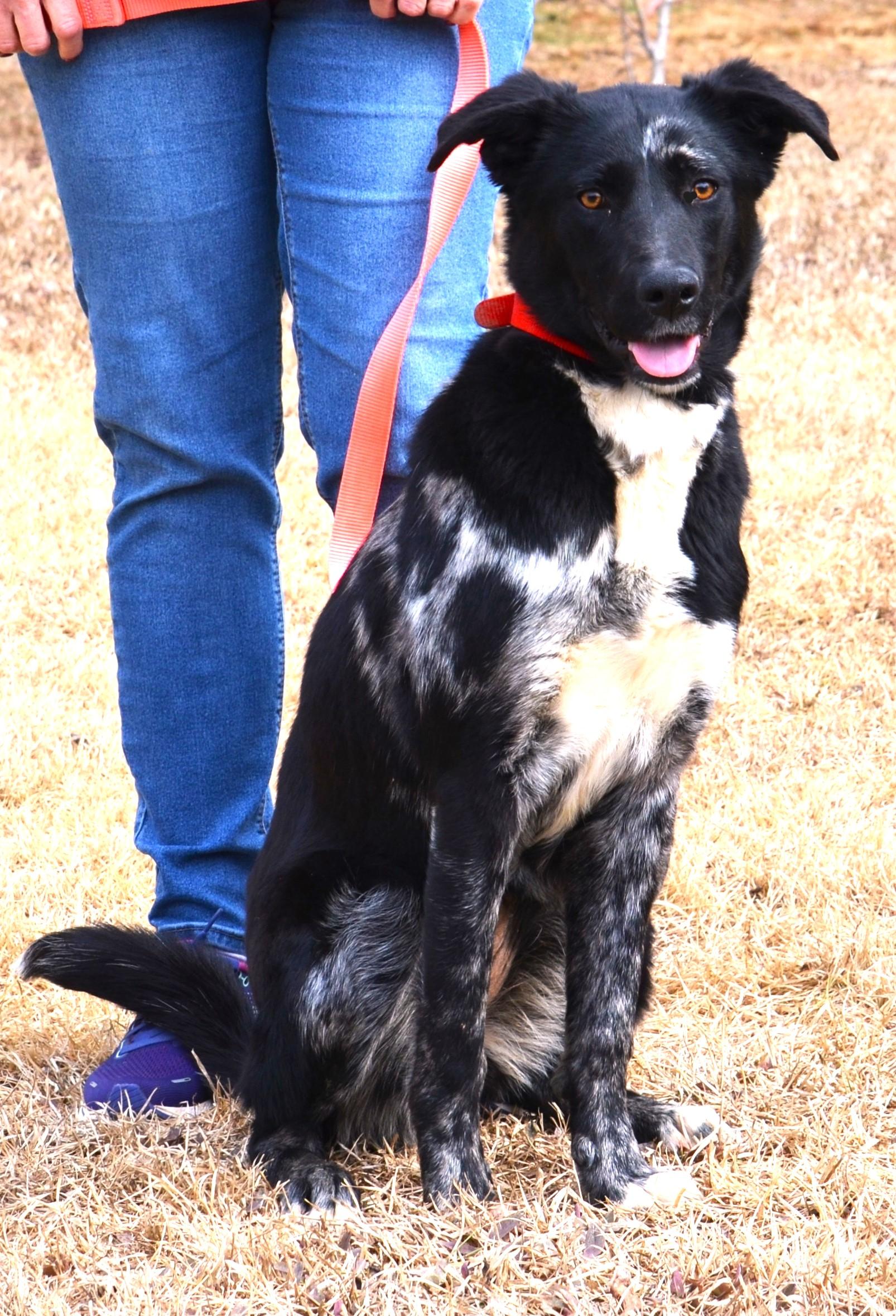 Enlarge MILLIE- SUPER SMART!, an adopted mixed breed in Newington, CT image 4/6