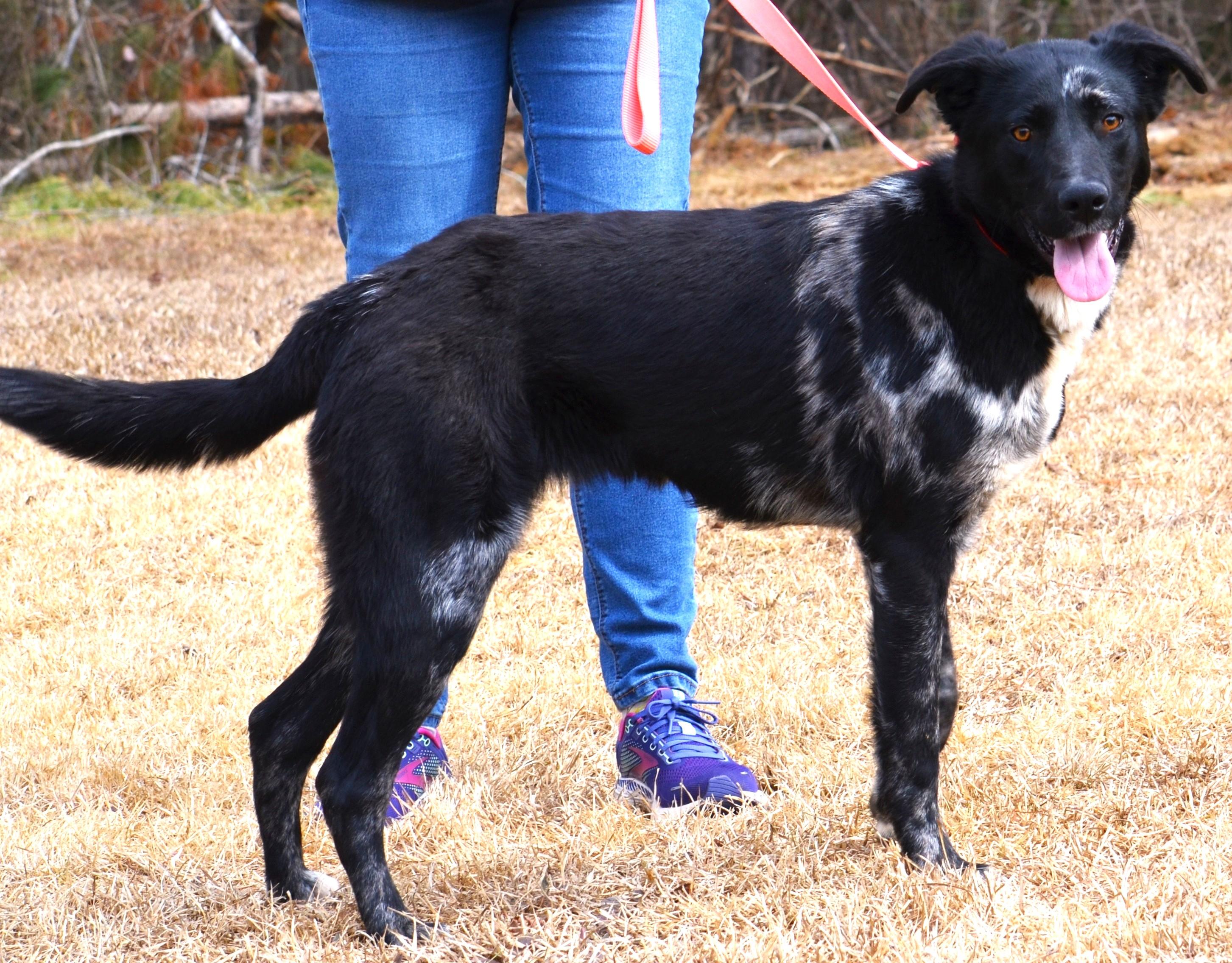 Enlarge MILLIE- SUPER SMART!, an adopted mixed breed in Newington, CT image 6/6