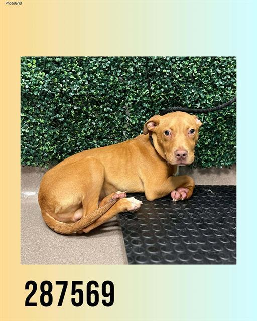 Enlarge TIGGER, a Adoptable mixed breed in Macon, GA image 1/1