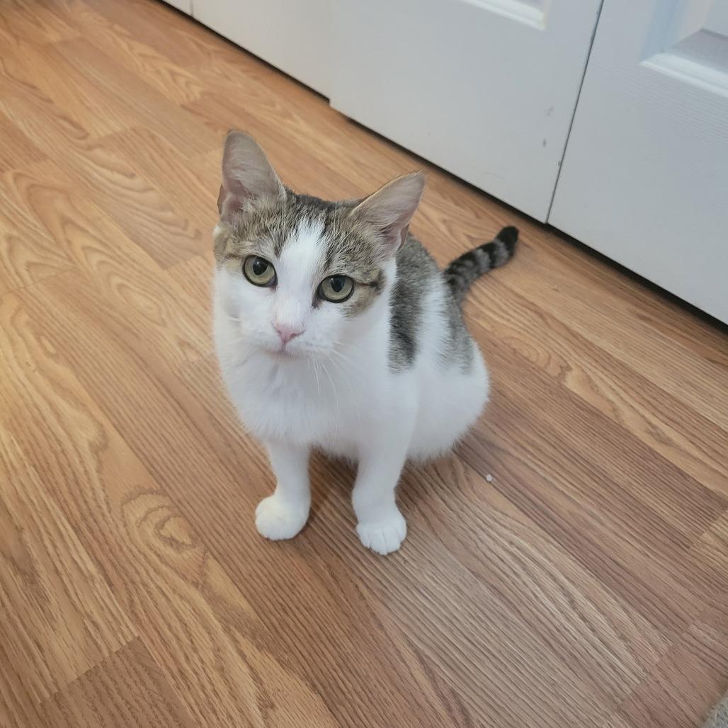 Momma Maggie, Adoptable, Adult Female Domestic Short Hair.