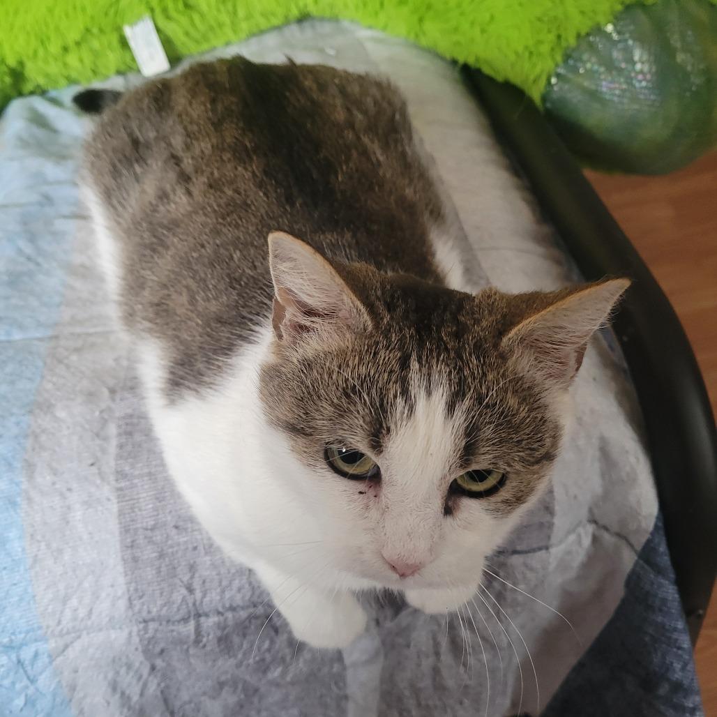 Enlarge Momma Maggie, a Adoptable Domestic Short Hair in Harrisonburg, VA image 2/4