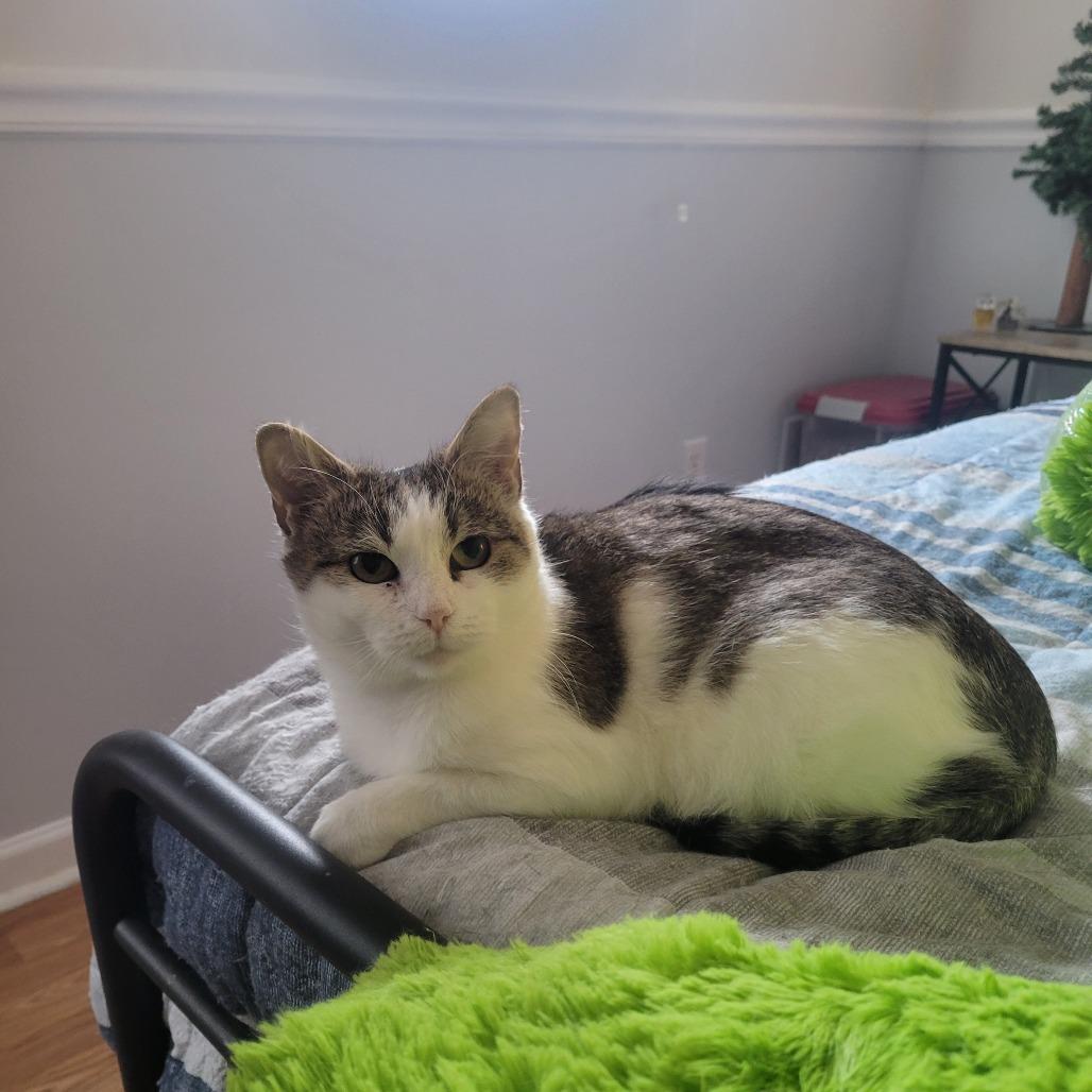 Enlarge Momma Maggie, a Adoptable Domestic Short Hair in Harrisonburg, VA image 3/4