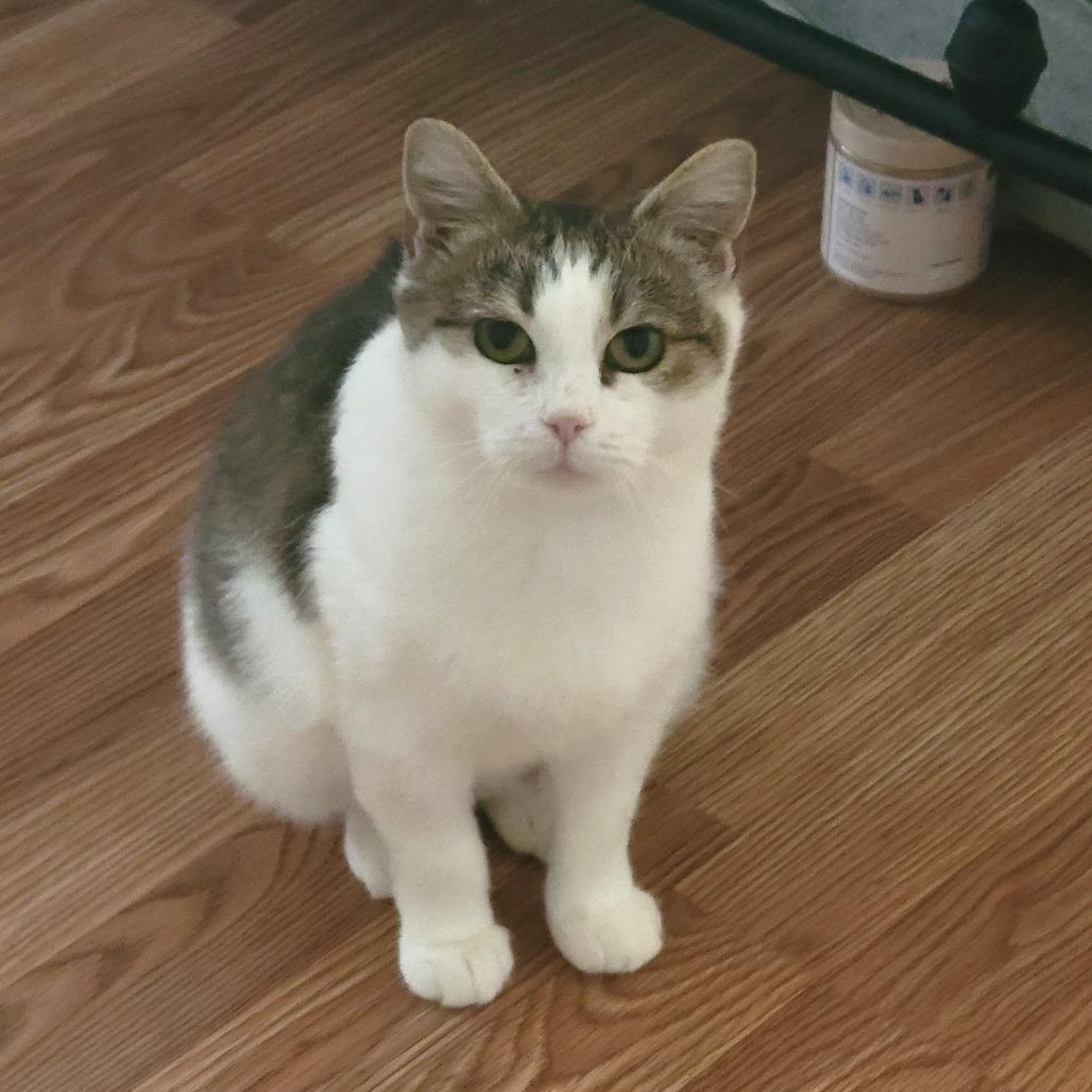 Enlarge Momma Maggie, a Adoptable Domestic Short Hair in Harrisonburg, VA image 4/4