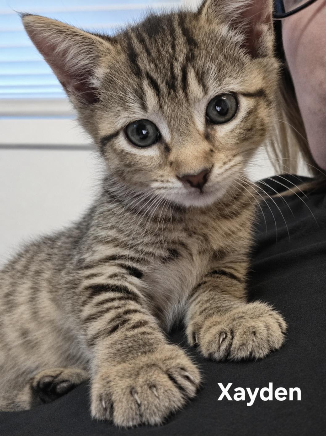Xayden and Xayne, ADOPTABLE, Kitten Male Domestic Short Hair.