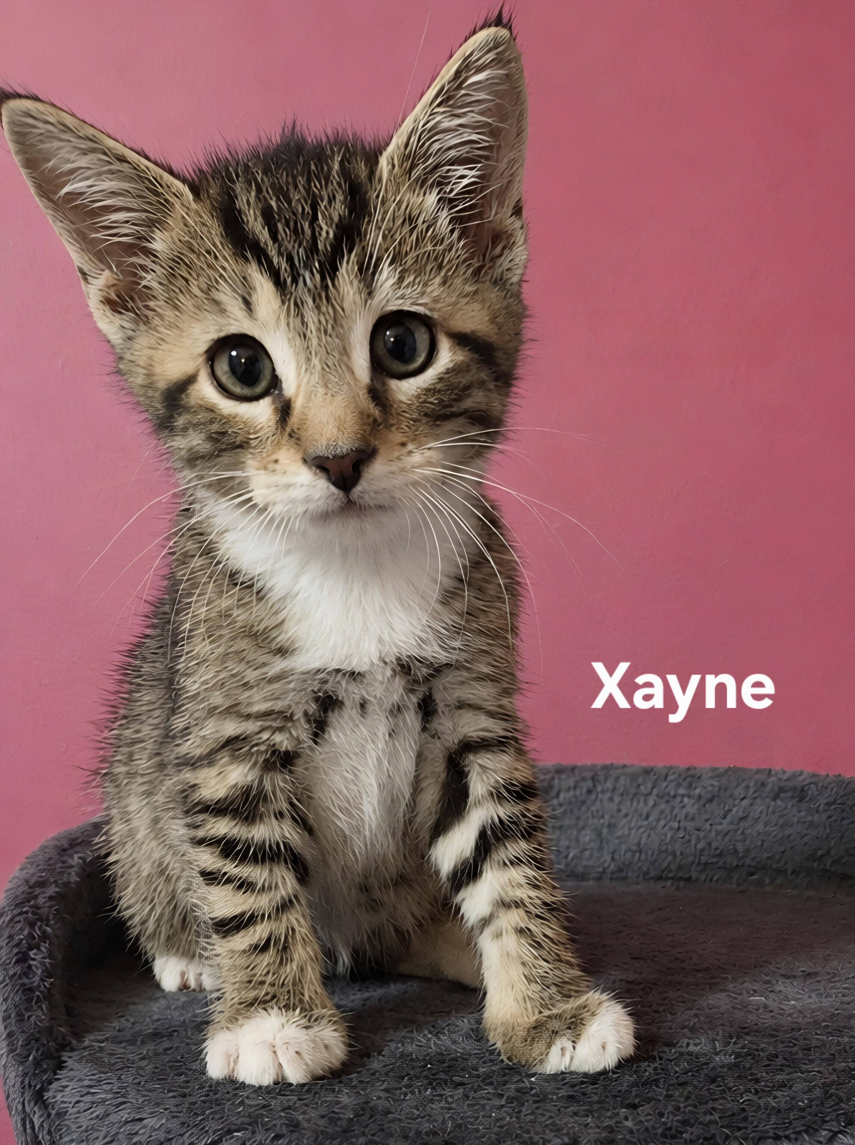 Xayden and Xayne, a ADOPTABLE Domestic Short Hair in Chicopee, MA image 2/2