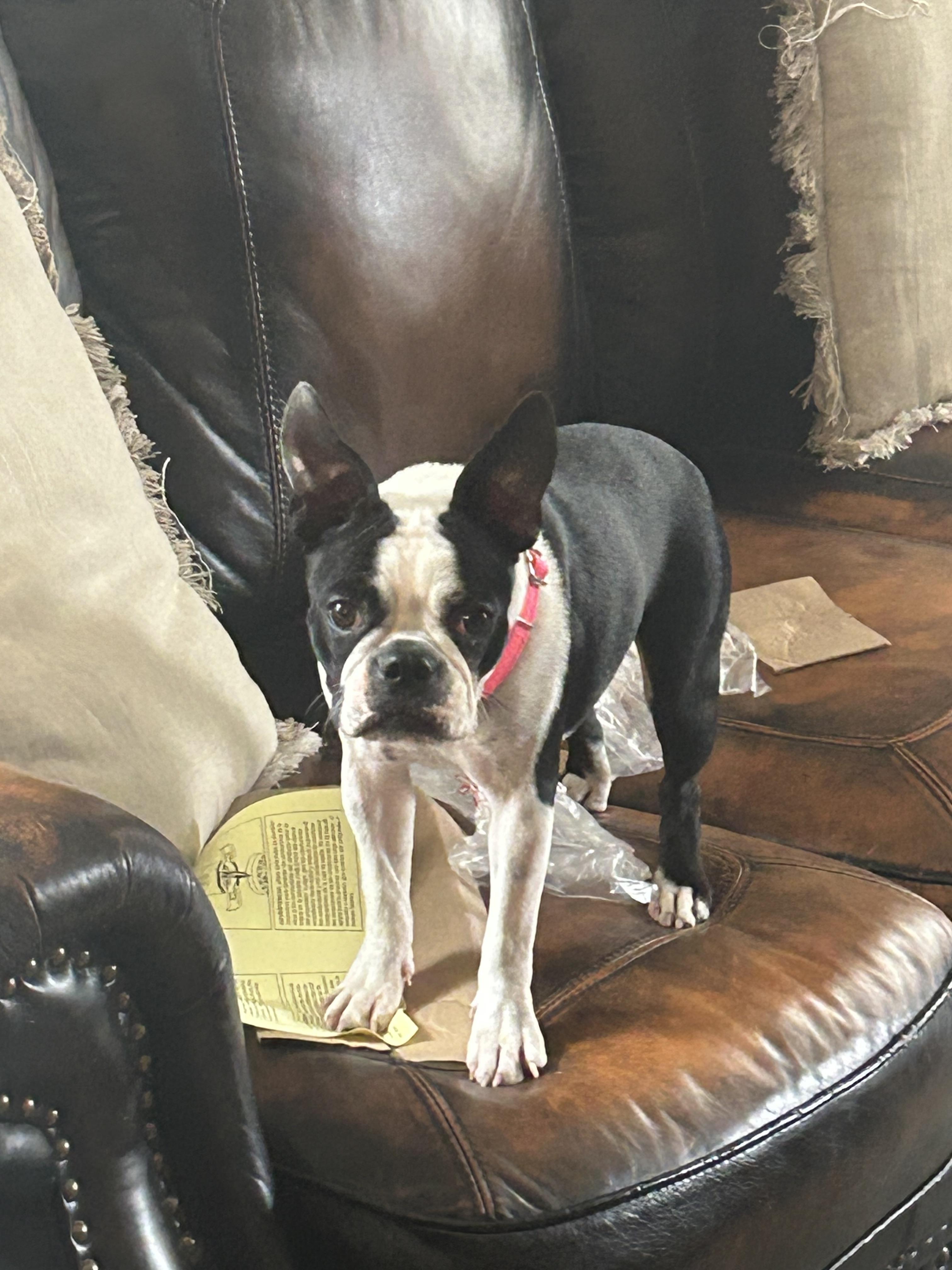 Enlarge Faith, a Adoptable Boston Terrier in Windsor, CO image 1/5