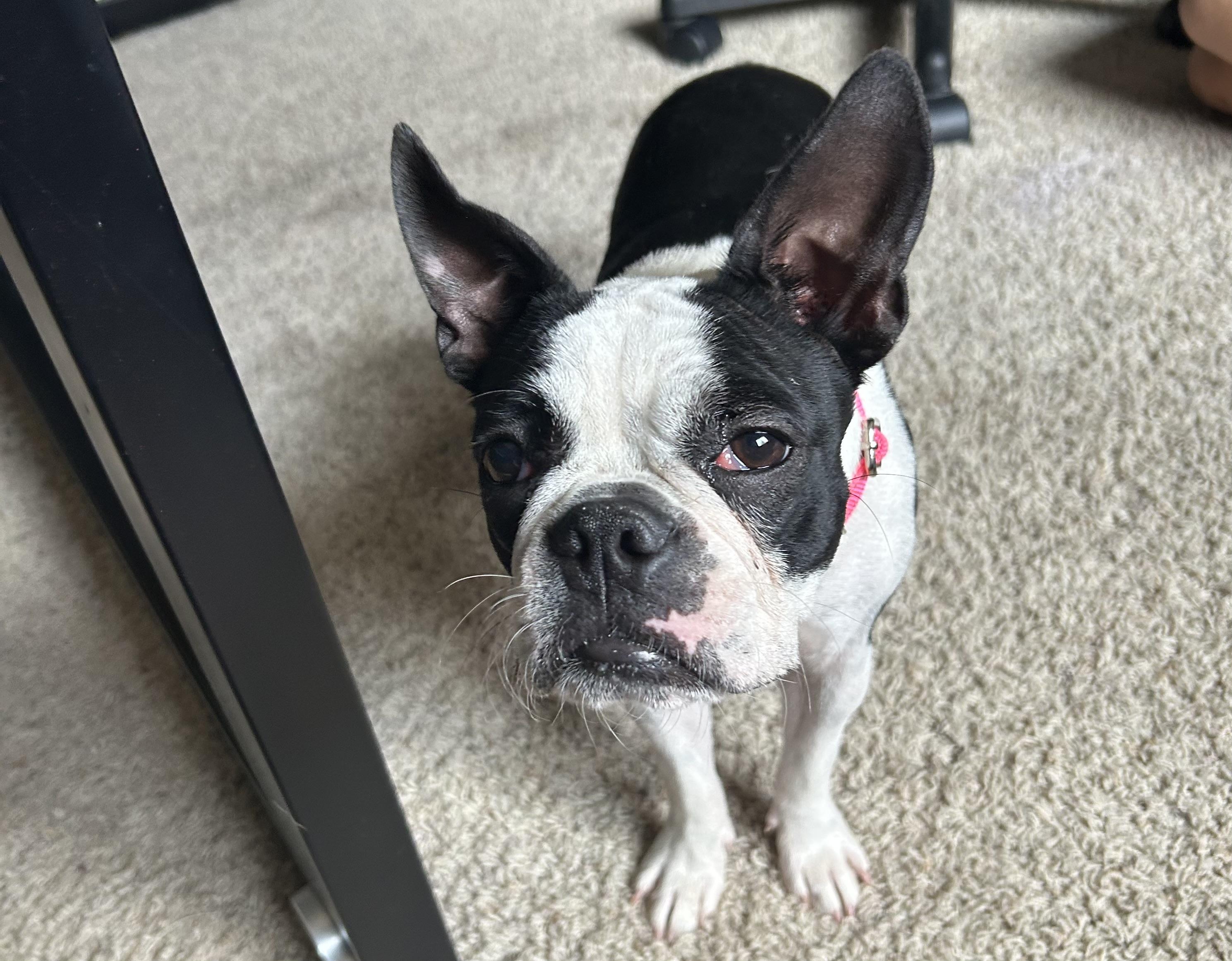 Enlarge Faith, a Adoptable Boston Terrier in Windsor, CO image 2/5