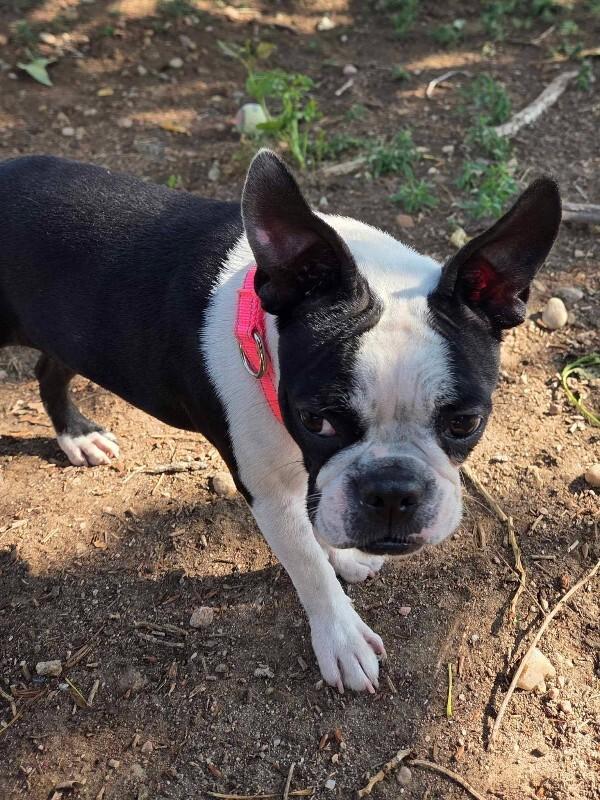 Enlarge Faith, a Adoptable Boston Terrier in Windsor, CO image 3/5