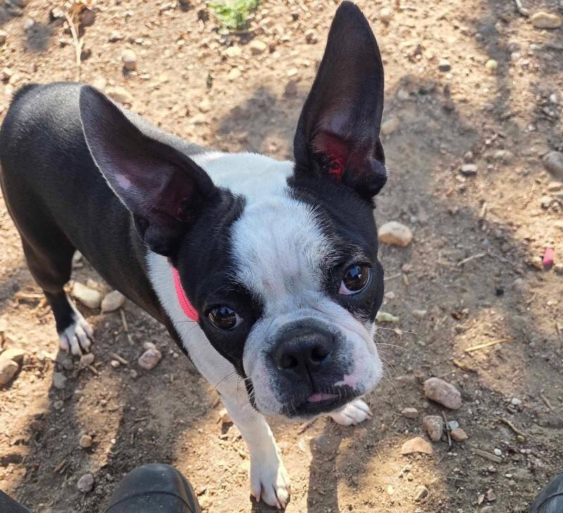 Enlarge Faith, a Adoptable Boston Terrier in Windsor, CO image 4/5