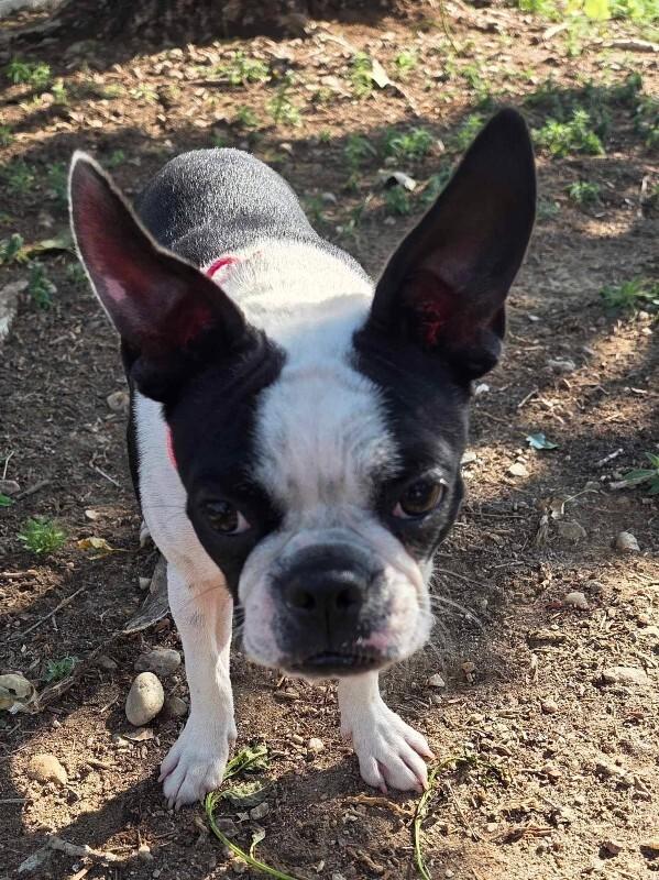 Enlarge Faith, a Adoptable Boston Terrier in Windsor, CO image 5/5