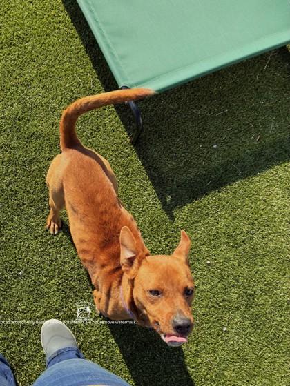 Enlarge RAINEY, a Adoptable mixed breed in Kenansville, NC image 1/3