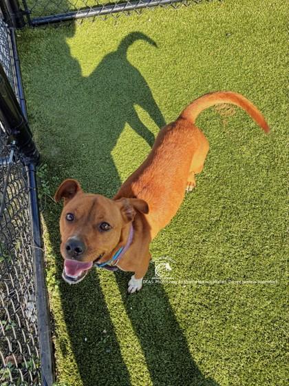 Enlarge RAINEY, a Adoptable mixed breed in Kenansville, NC image 2/3