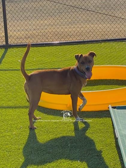 Enlarge RAINEY, a Adoptable mixed breed in Kenansville, NC image 3/3