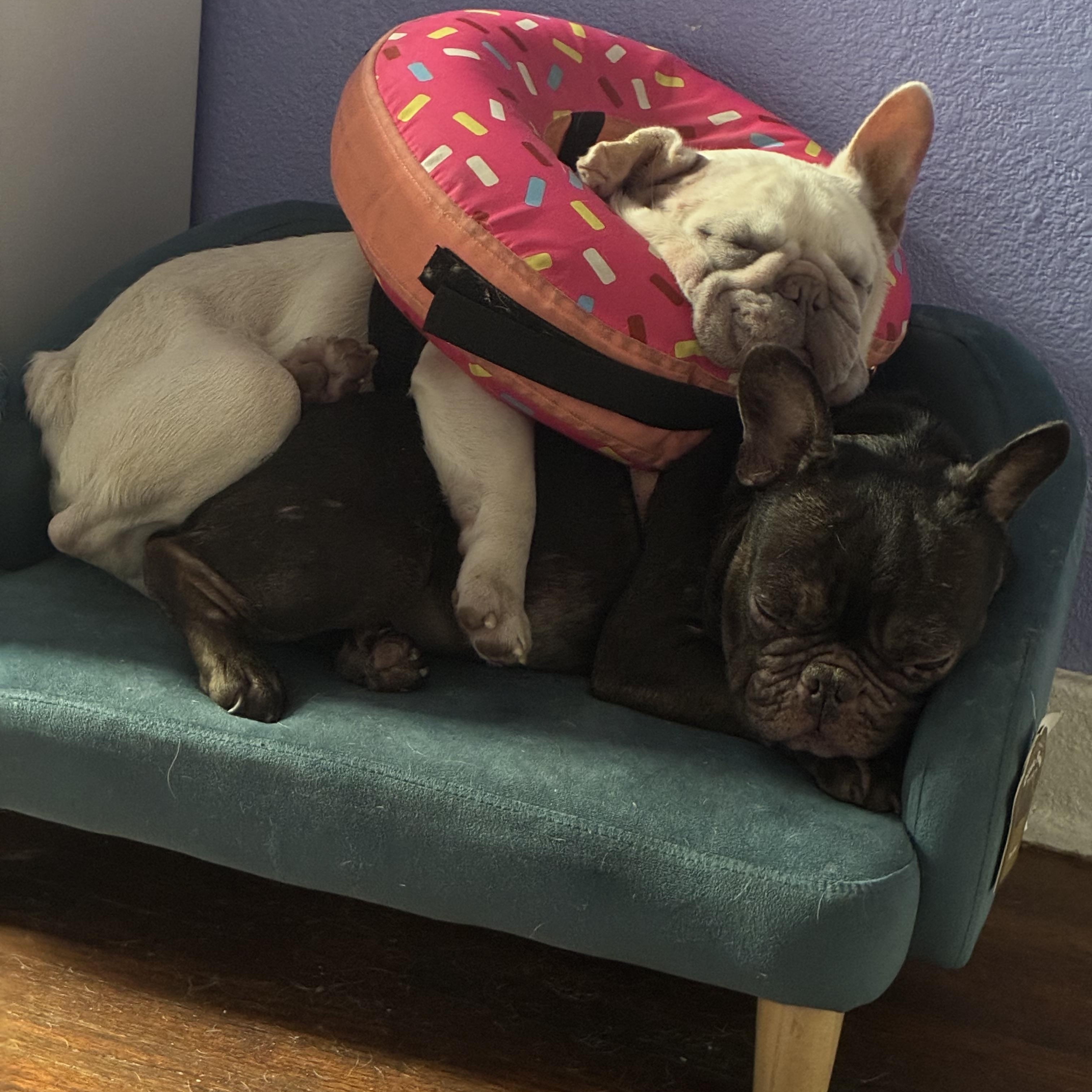 Bernice, a ADOPTABLE French Bulldog in West Hollywood, CA image 4/4