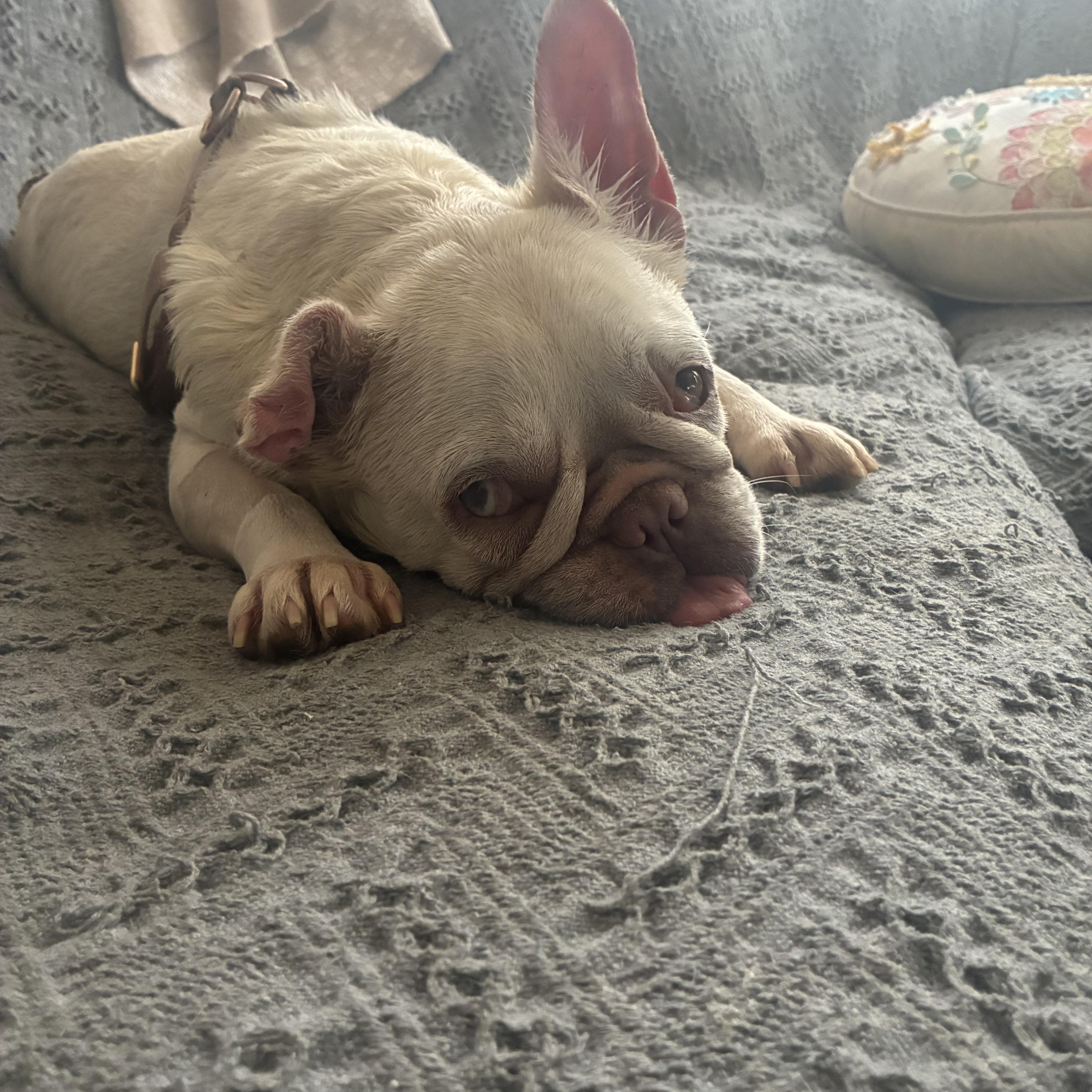 Bernice, a ADOPTABLE French Bulldog in West Hollywood, CA image 3/4