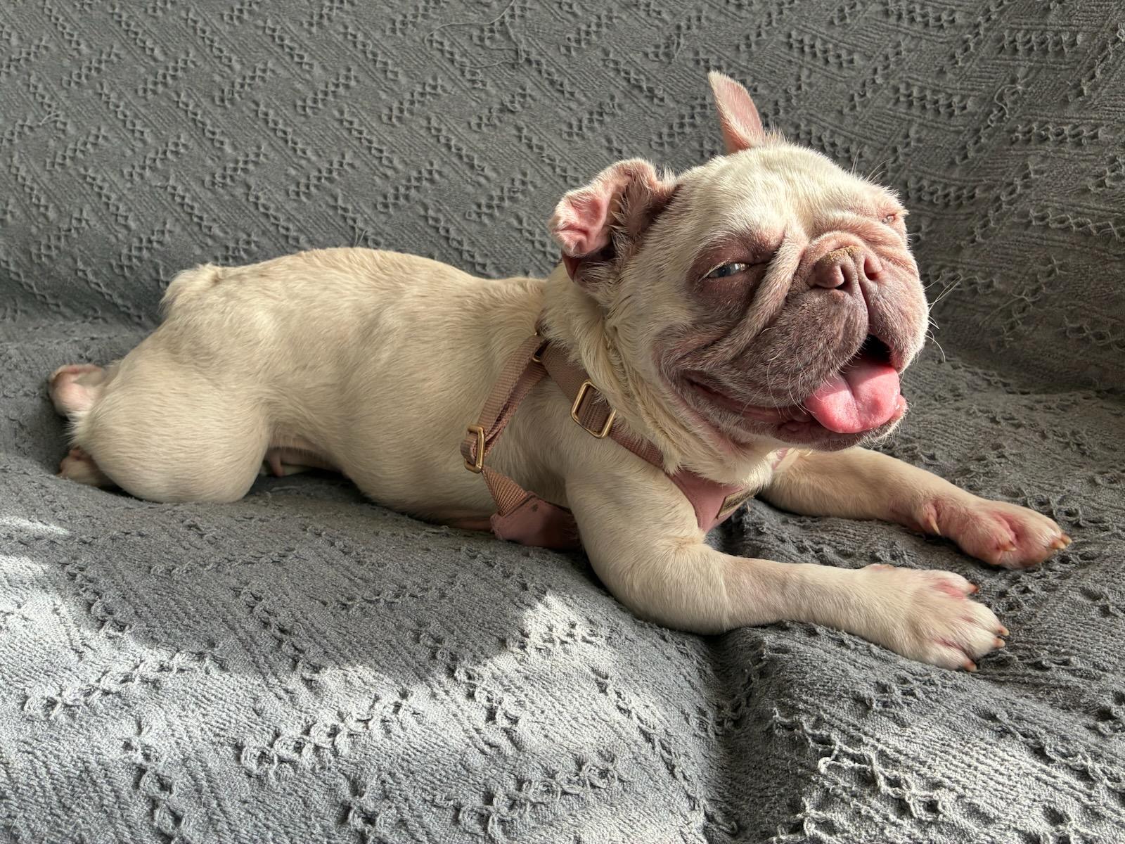 Bernice, ADOPTABLE, Adult Female French Bulldog.