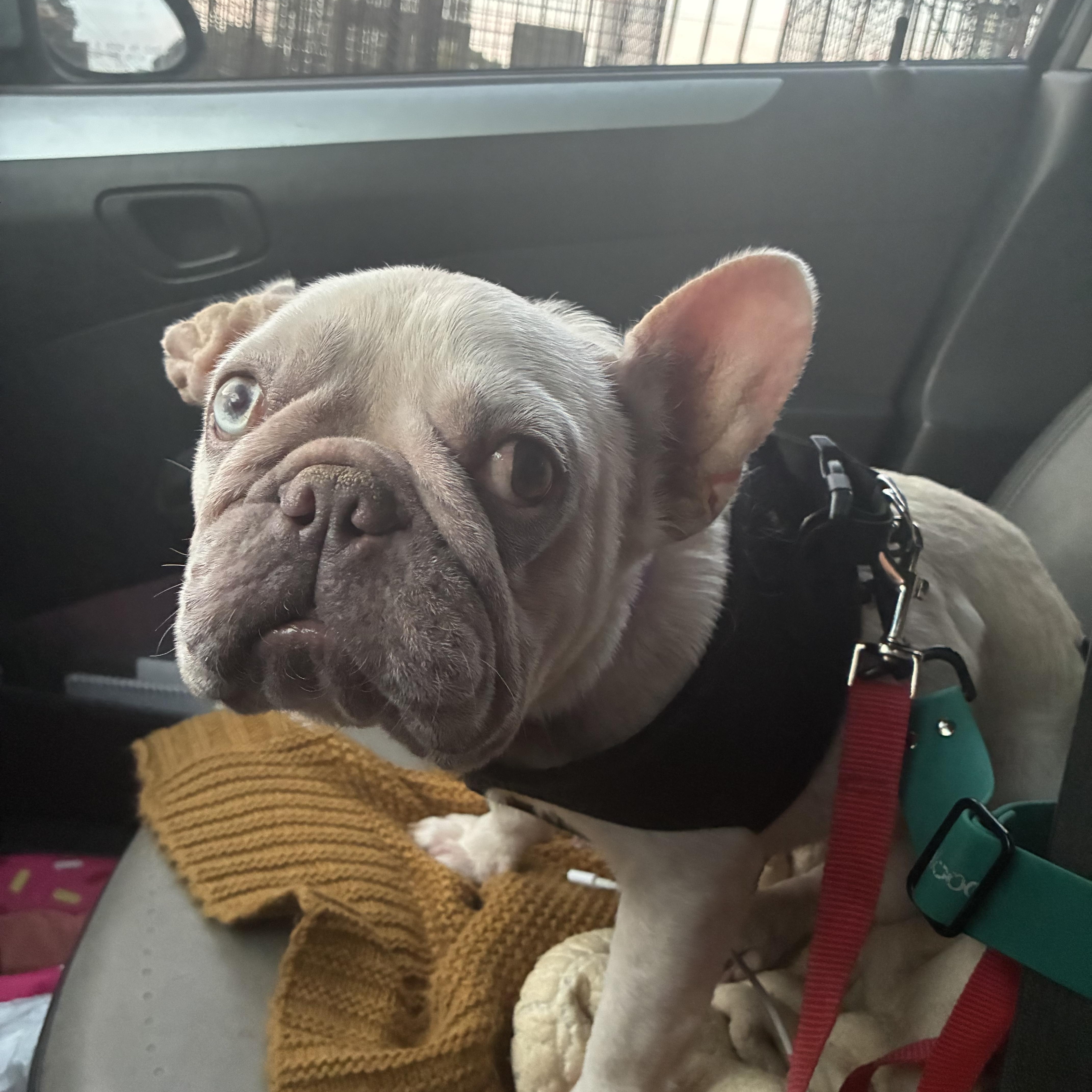 Bernice, a ADOPTABLE French Bulldog in West Hollywood, CA image 2/4