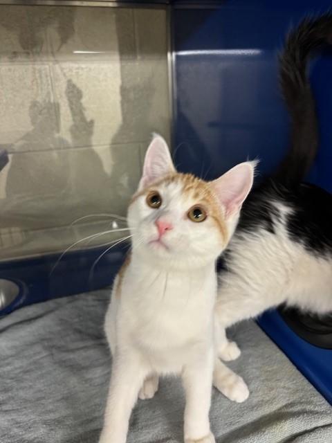 Enlarge Padme, an adopted Domestic Short Hair in Caledon, ON image 1/4