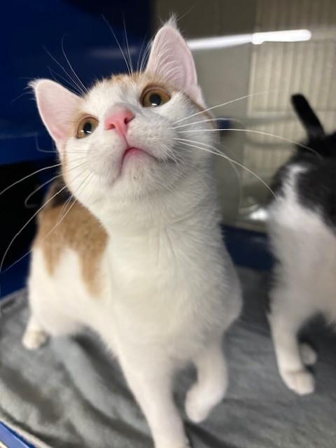 Enlarge Padme, an adopted Domestic Short Hair in Caledon, ON image 4/4