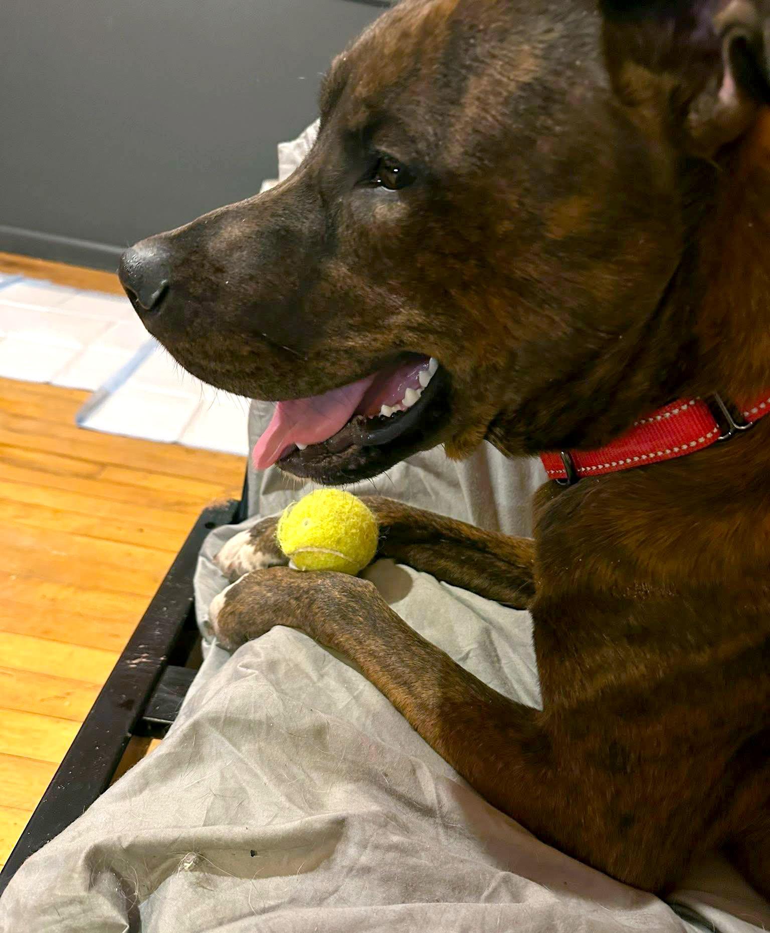 Enlarge Tater (AO35799), a ADOPTABLE mixed breed in Kansas City, KS image 2/4