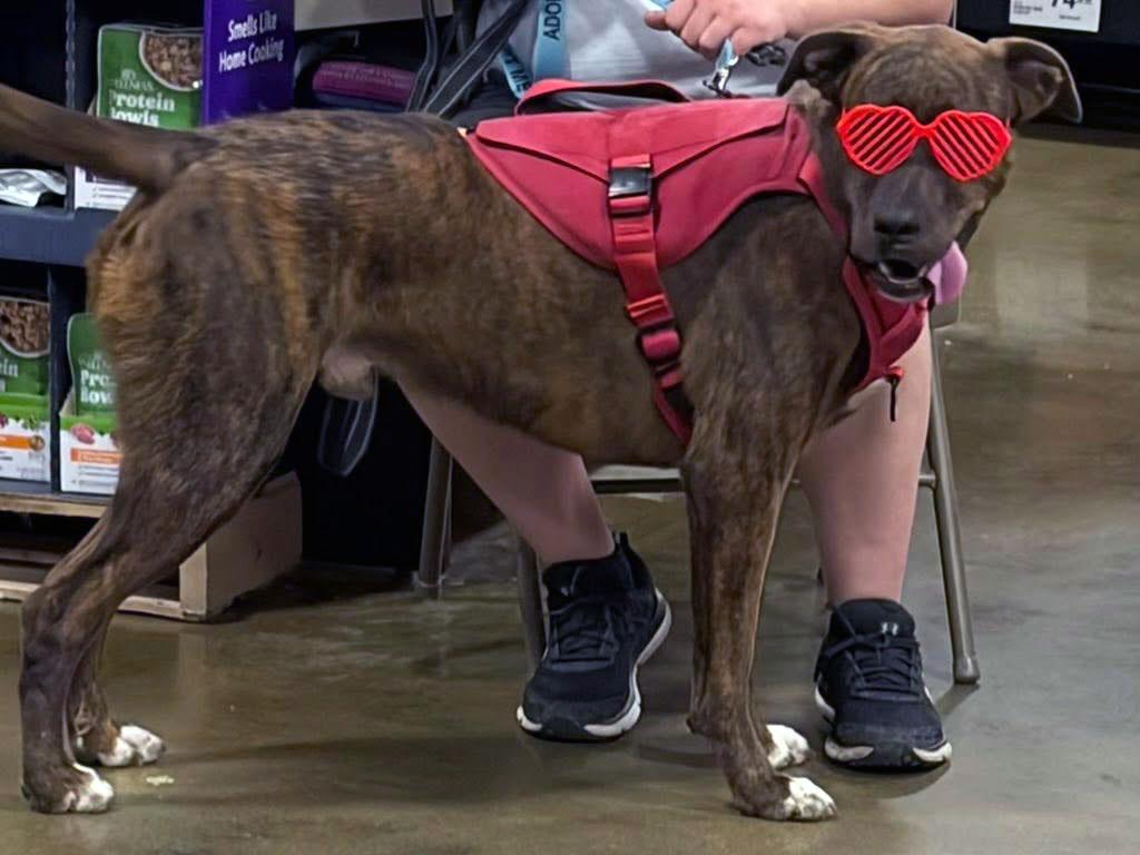 Tater (AO35799), a ADOPTABLE mixed breed in Kansas City, KS image 3/6