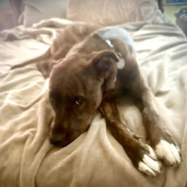 Tater (AO35799), a ADOPTABLE mixed breed in Kansas City, KS image 6/6