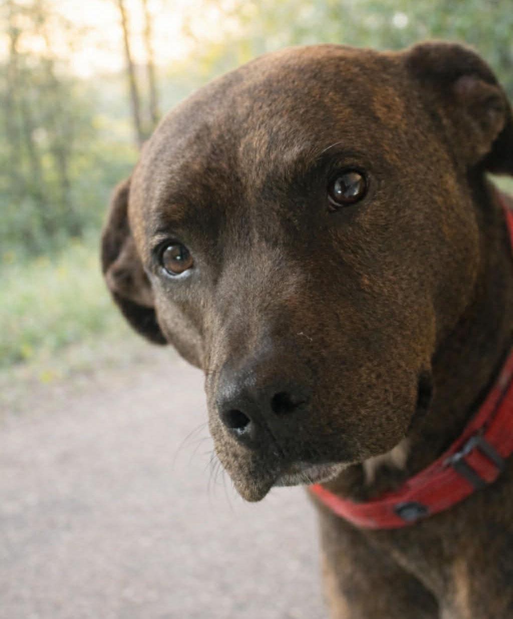 Enlarge Tater (AO35799), a ADOPTABLE mixed breed in Kansas City, KS image 4/4