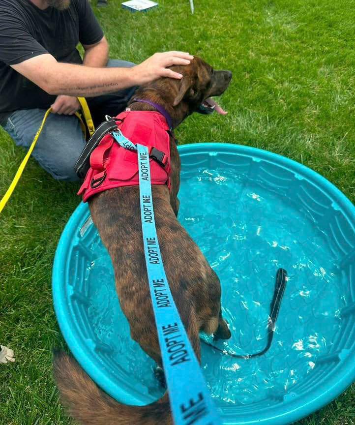 Tater (AO35799), a ADOPTABLE mixed breed in Kansas City, KS image 4/6