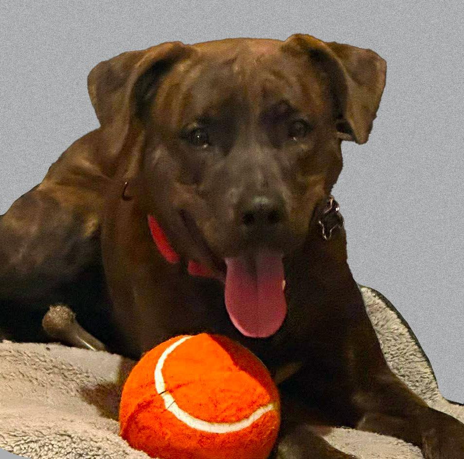 Enlarge Tater (AO35799), a ADOPTABLE mixed breed in Kansas City, KS image 3/4