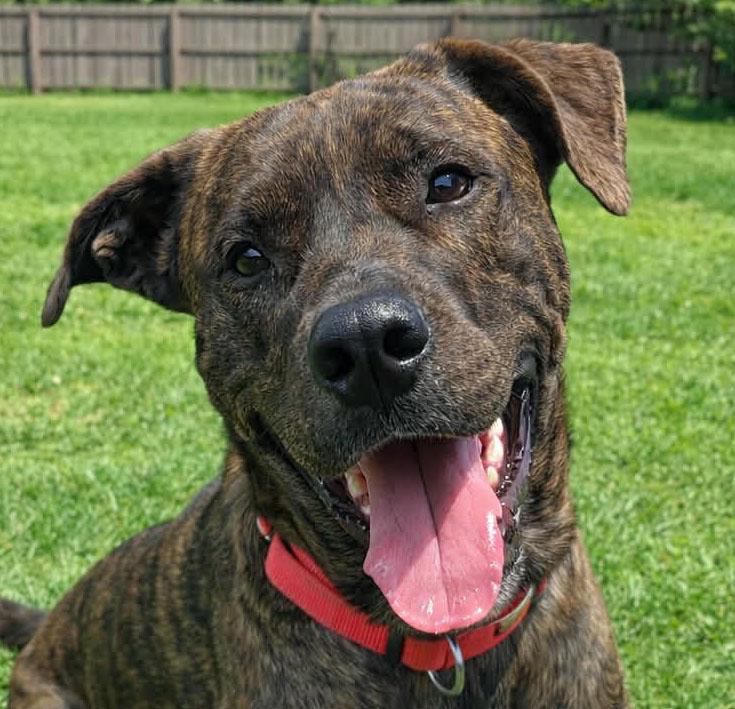 Enlarge Tater (AO35799), a ADOPTABLE mixed breed in Kansas City, KS image 1/4