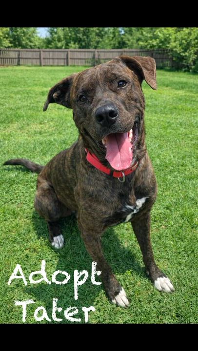 Enlarge Tater (AO35799), a ADOPTABLE mixed breed in Kansas City, KS video 2/6