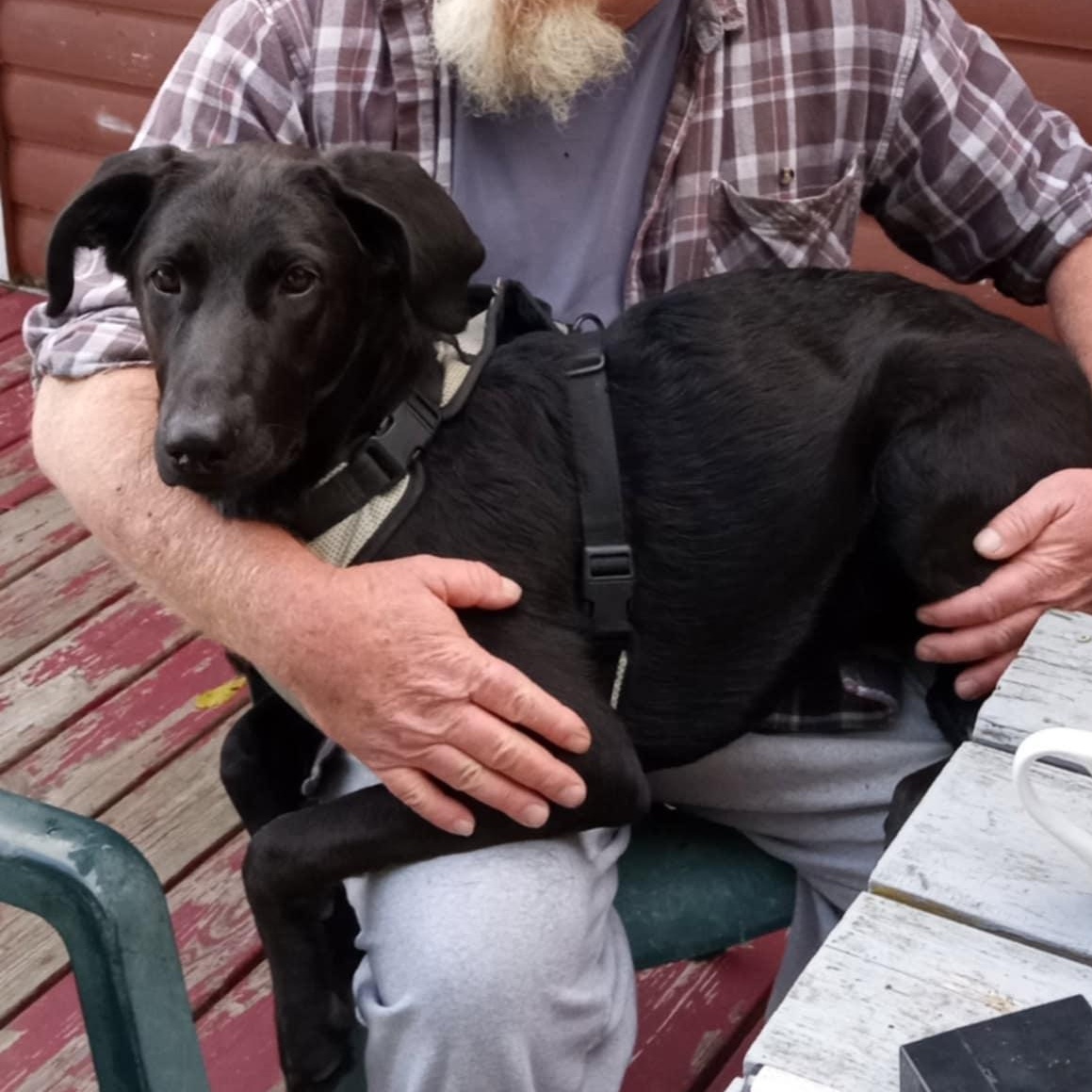 Cuddles, an adoptable Labradoodle in Woodstock, ON, N4S 7W1 | Photo Image 1