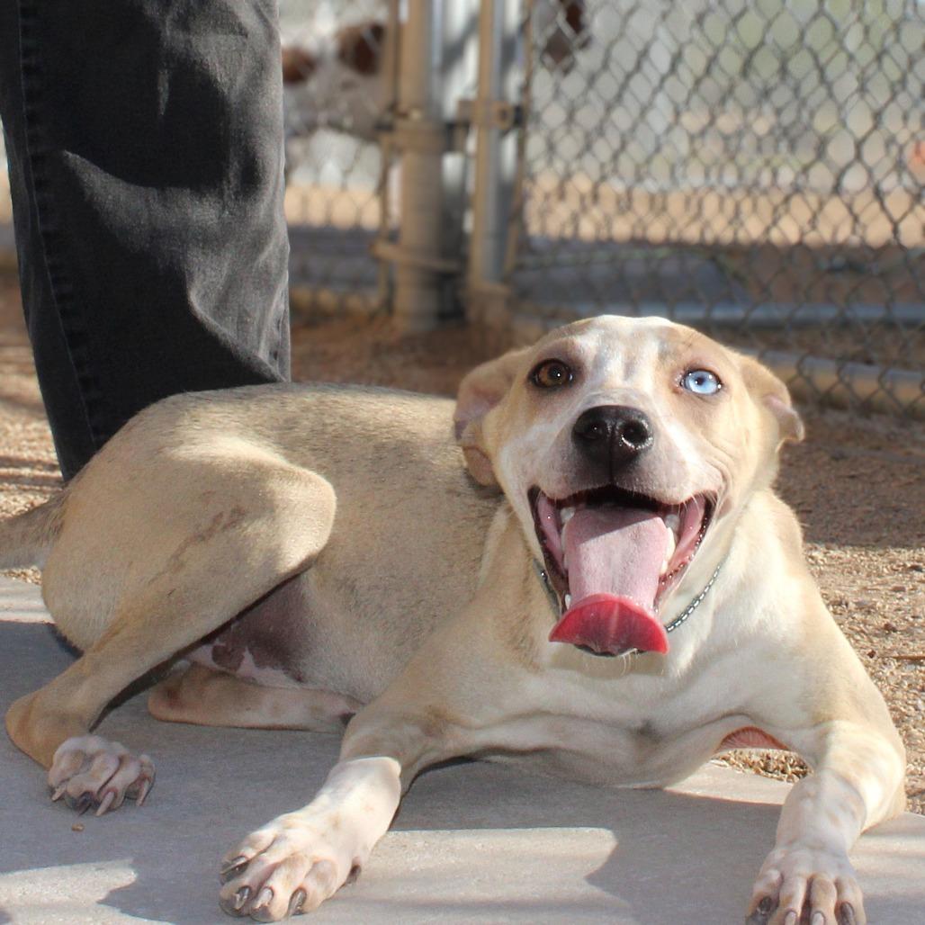 Slushie, Adoptable, Young Female Mixed Breed.