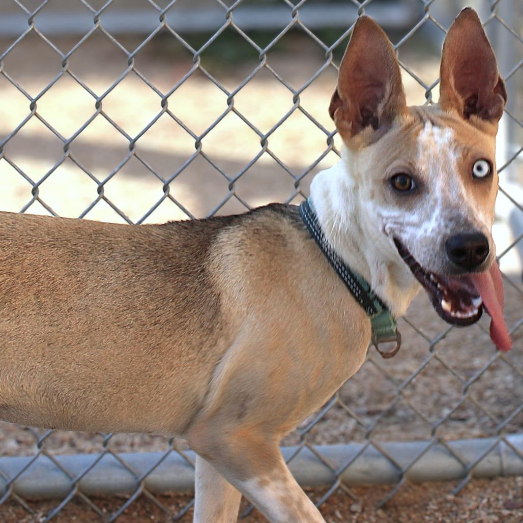 Enlarge Slushie, a Adoptable Mixed Breed in Las Cruces, NM image 2/5