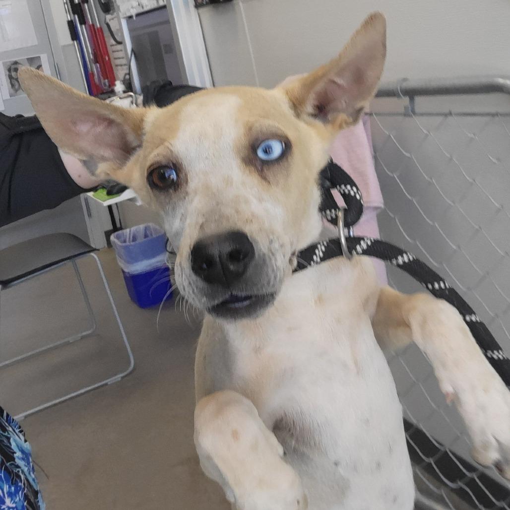 Enlarge Slushie, a Adoptable Mixed Breed in Las Cruces, NM image 3/5
