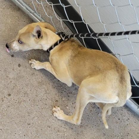 Enlarge Slushie, a Adoptable Mixed Breed in Las Cruces, NM image 4/5