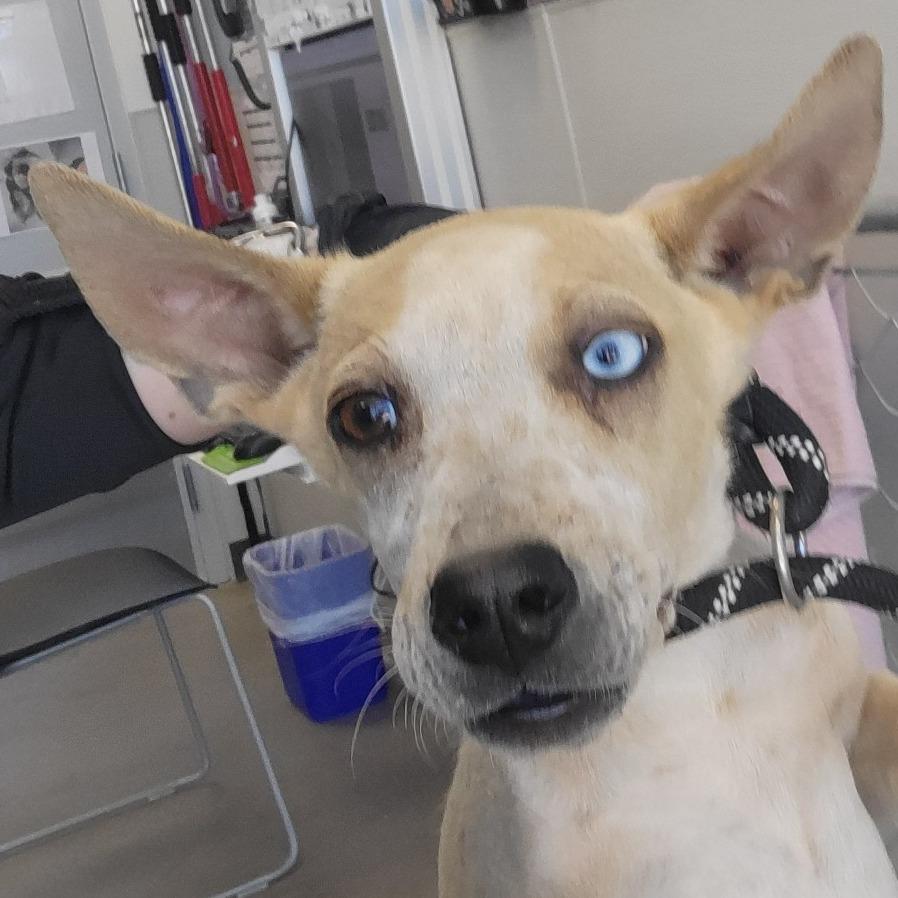 Enlarge Slushie, a Adoptable Mixed Breed in Las Cruces, NM image 5/5