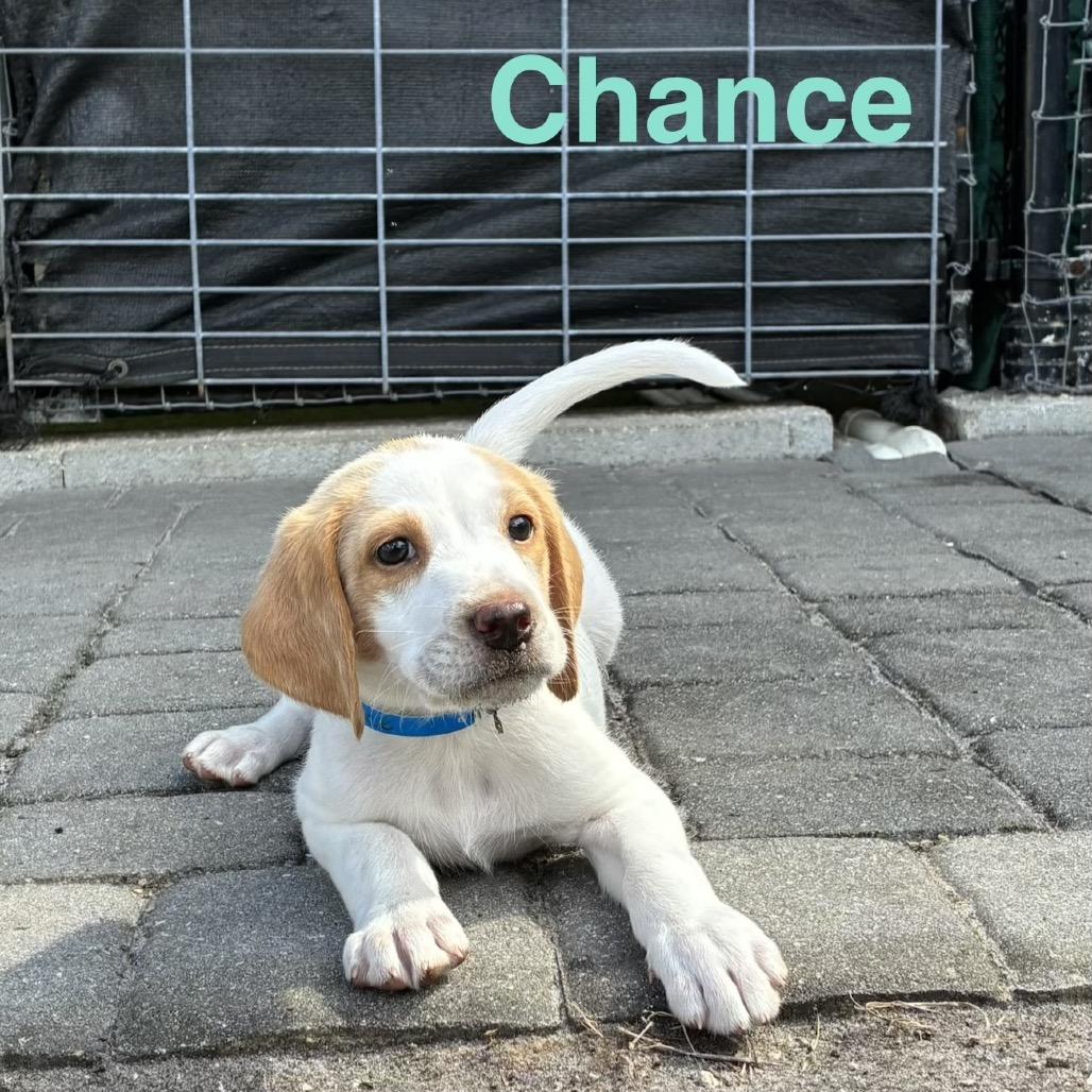 CHANCE, a Adoptable Treeing Walker Coonhound in Wellington, FL image 1/3