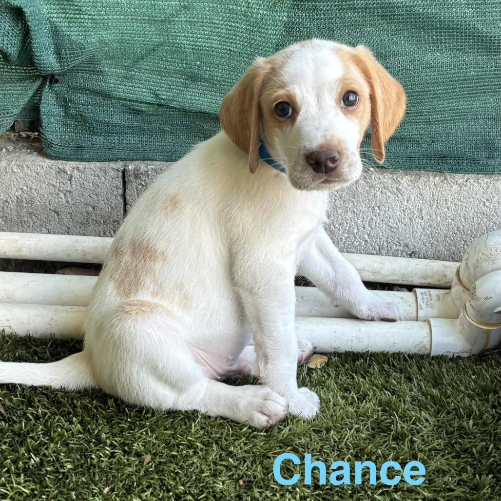 CHANCE, a Adoptable Treeing Walker Coonhound in Wellington, FL image 3/3