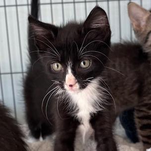 Enlarge Wasabi (26-9054), a Adoptable Domestic Short Hair in Fort Smith, AR image 1/2