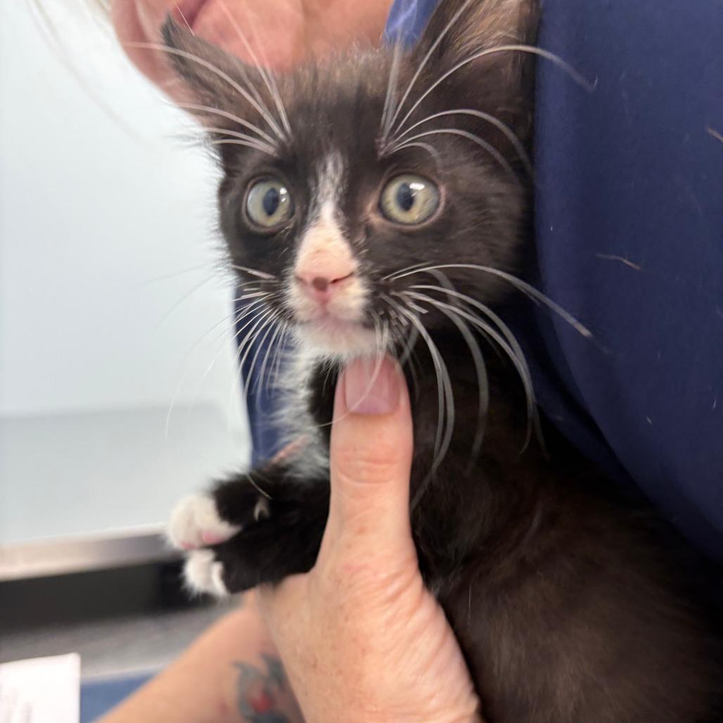 Enlarge Wasabi (26-9054), a Adoptable Domestic Short Hair in Fort Smith, AR image 2/2