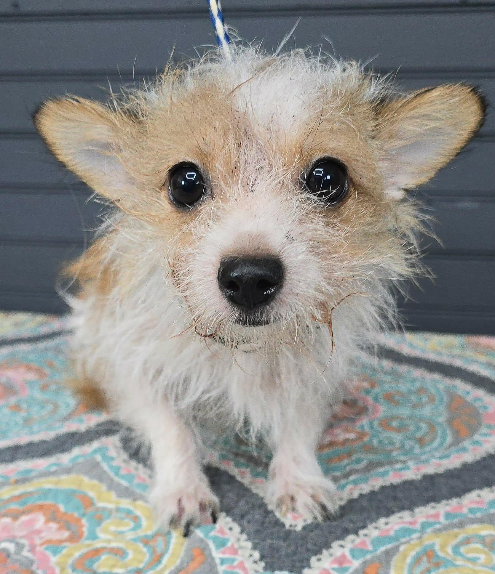 Enlarge Poppy, an adopted mixed breed in New York, NY image 2/3
