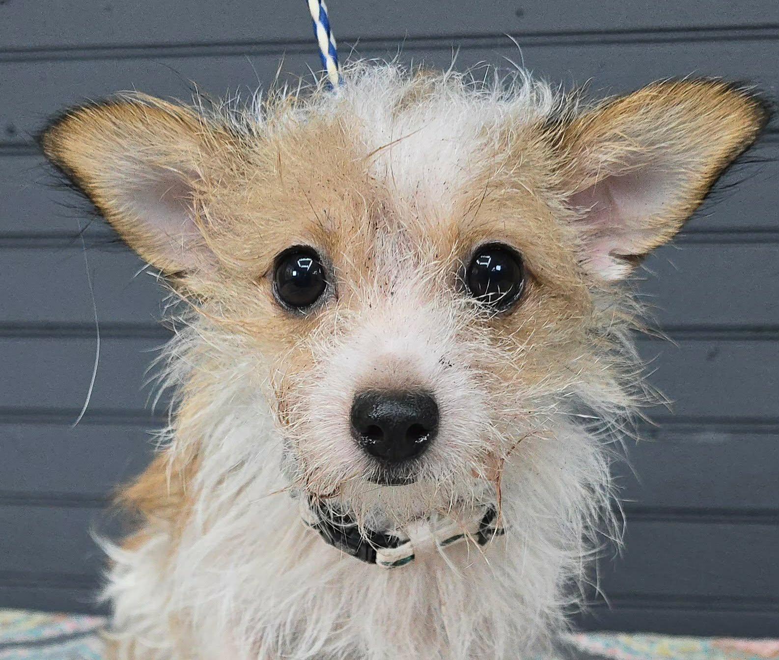 Poppy, adopted, Young Female Terrier & Chihuahua.