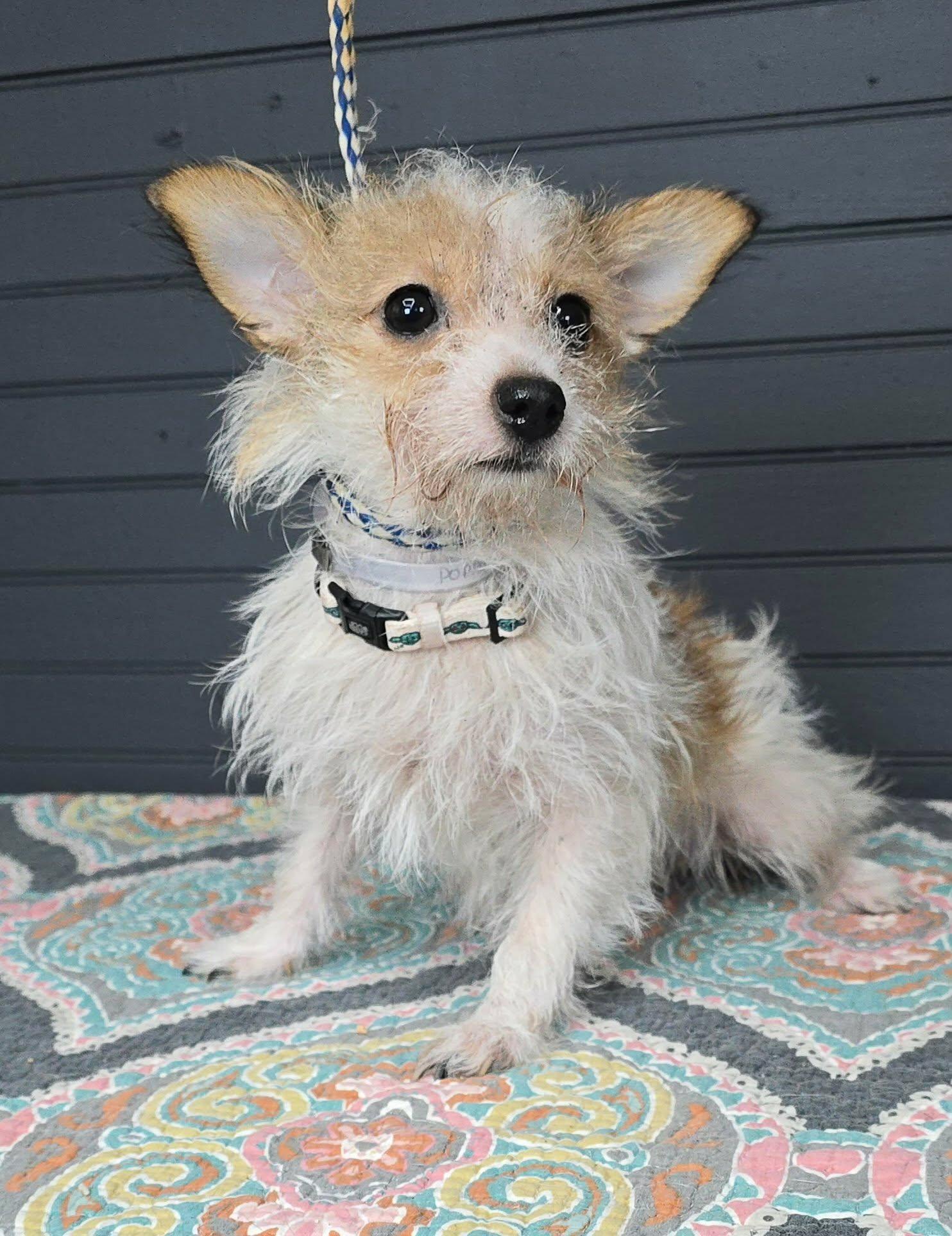 Enlarge Poppy, an adopted mixed breed in New York, NY image 3/3